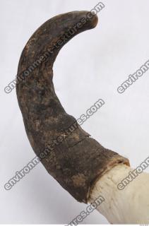 skull antler 0017